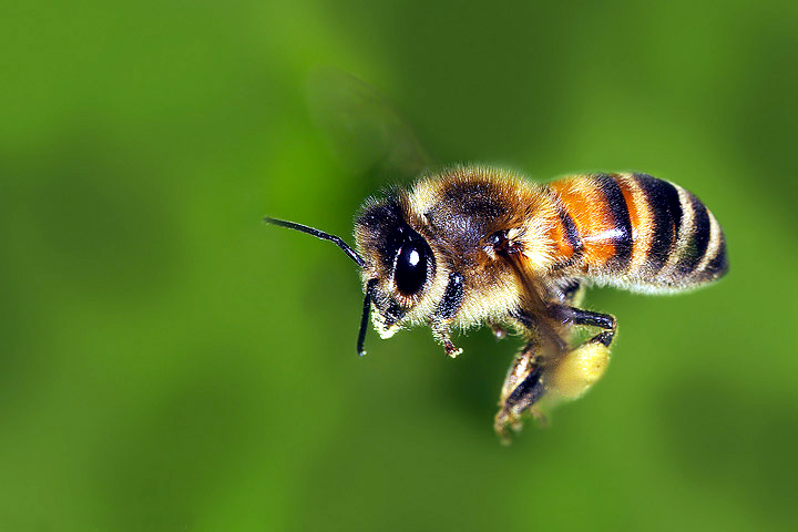 ape Salviamo le api che stanno morendo ovunque. Video