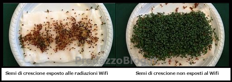semi di crescione esposti wi fi predazzoblog I danni del wifi sui semi di crescione   esperimento in attesa di conferme