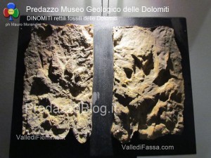 predazzo museo geologico delle dolomiti dinomiti rettili fossili delle dolomiti20 300x225 predazzo museo geologico delle dolomiti   dinomiti rettili fossili delle dolomiti20
