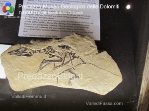 predazzo museo geologico delle dolomiti dinomiti rettili fossili delle dolomiti37 300x225 predazzo museo geologico delle dolomiti   dinomiti rettili fossili delle dolomiti37