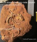 predazzo museo geologico delle dolomiti - dinomiti rettili fossili delle dolomiti40