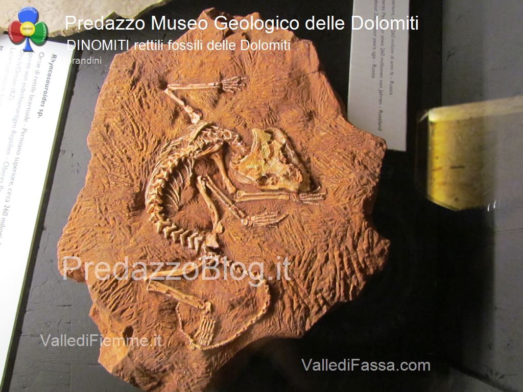 predazzo museo geologico delle dolomiti dinomiti rettili fossili delle dolomiti40 Le attività estive al Museo Geologico delle Dolomiti di Predazzo