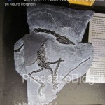 predazzo museo geologico delle dolomiti dinomiti rettili fossili delle dolomiti63 150x150 Predazzo le foto della mostra “DinoMiti, rettili fossili e dinosauri nelle Dolomiti”