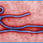 virus ebola 150x150 Coronavirus, come ridurre i rischi di contagio