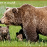 orsa daniza con cuccioli 1 150x150 Orsa attacca uomo in Trentino. E giusto abbattere lorsa? Sondaggio