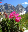 fiori montagna 2