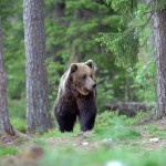 orso trentino 1 150x150 Predazzo, dalla Forestale i dati sullo stato di salute della fauna selvatica sulle nostre montagne.