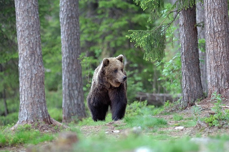 orso trentino 1 Orso in Trentino, SI o NO? Partecipa al Sondaggio