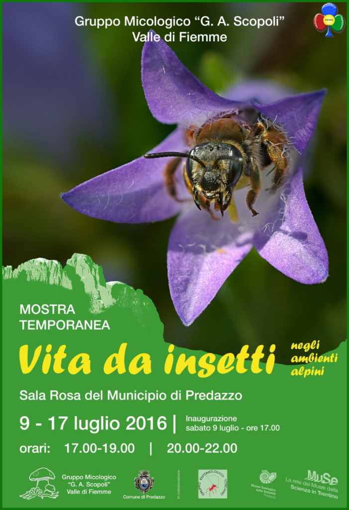 mostra insetti predazzo 701x1024 “Vita da insetti negli ambienti alpini” in mostra a Predazzo