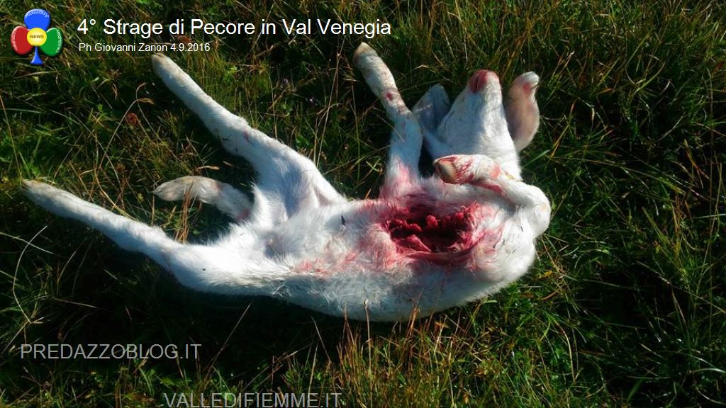 strage di pecore da parte del lupo in val venegia2 Allevatori di Fiemme e Fassa a Predazzo, il lupo è un problema 