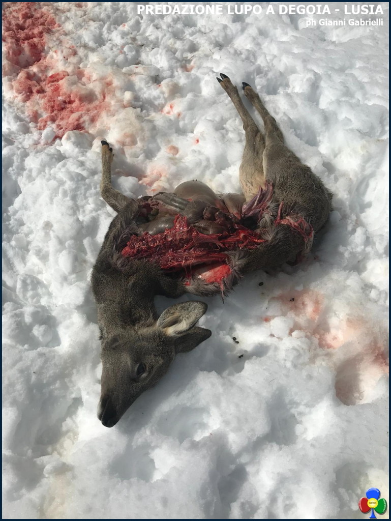predazione lupo degoia lusia bellamonte 769x1024 Avvistato il lupo a Predazzo e Bellamonte   foto e video