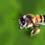 ape 150x150 Salviamo le api dai pesticidi, cresce il ronzio sul web. Firmiamo la petizione on line.