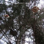 presepi nel bosco ziano fiemme ph mauro morandini predazzo blog80 150x150 Le foto dei Presepi nel Bosco di Ziano di Fiemme