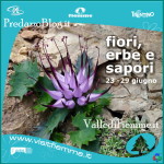 fiori erbe sapori predazzo fiemme 2013 150x150 Fiori, erbe e sapori 2018 in Valle di Fiemme