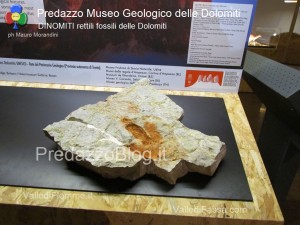 predazzo museo geologico delle dolomiti dinomiti rettili fossili delle dolomiti10 300x225 predazzo museo geologico delle dolomiti   dinomiti rettili fossili delle dolomiti10