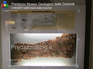 predazzo museo geologico delle dolomiti dinomiti rettili fossili delle dolomiti52 300x225 predazzo museo geologico delle dolomiti   dinomiti rettili fossili delle dolomiti52