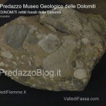predazzo museo geologico delle dolomiti dinomiti rettili fossili delle dolomiti74 150x150 Predazzo le foto della mostra “DinoMiti, rettili fossili e dinosauri nelle Dolomiti”