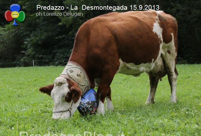 predazzo desmontegada mucche 2013 predazzoblog by Lorenzo Delugan50 Strada dei formaggi delle Dolomiti in costante crescita