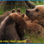 orsa daniza e cuccioli in trentino 150x150 Orsa attacca uomo in Trentino. E giusto abbattere lorsa? Sondaggio