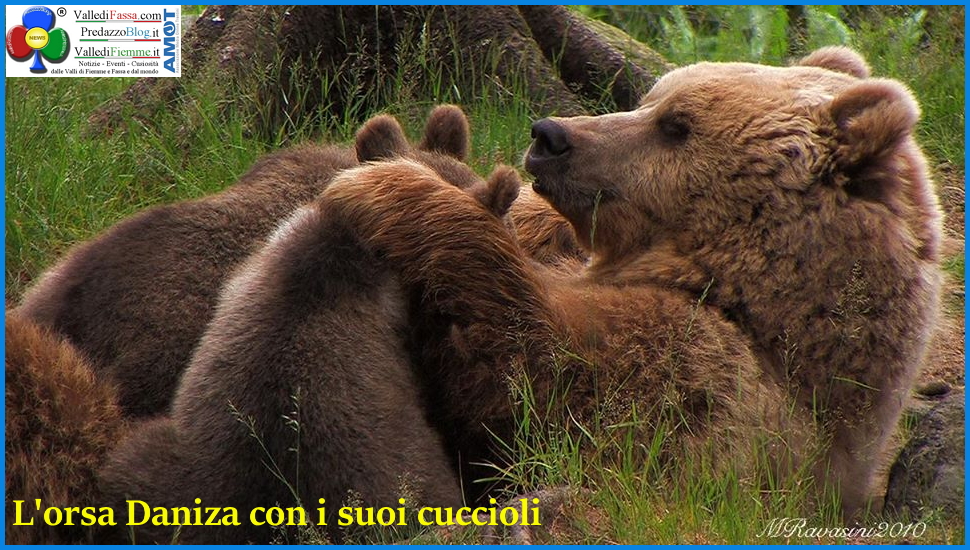 orsa daniza e cuccioli in trentino Orsa attacca uomo in Trentino. E giusto abbattere lorsa? Sondaggio