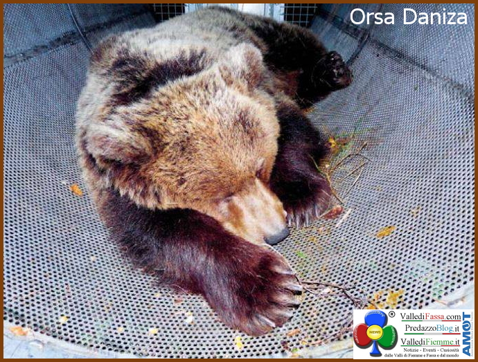 orsa daniza catturata L’orsa Daniza è morta