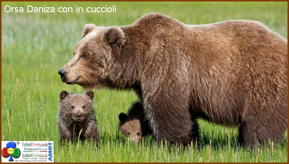 orsa daniza con cuccioli 1 Orso in Trentino, SI o NO? Partecipa al Sondaggio