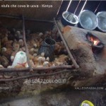 la stufa che cova le uova kenya trento1 150x150 La stufa che cova le uova ricarica anche i cellulari