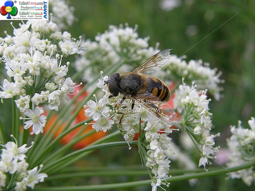 ape Il Comune di Predazzo in aiuto agli apicoltori