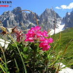 fiori montagna 2 150x150 Fiori, erbe e sapori 2018 in Valle di Fiemme