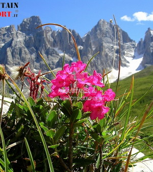 fiori montagna 2