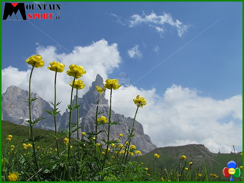 fiori montagna 5 Fiori Erbe Sapori 2017 in Valle di Fiemme