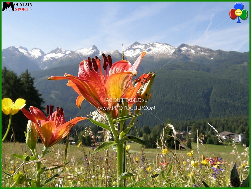 fiori montagna Fiemme, la settimana Fiori, erbe e sapori
