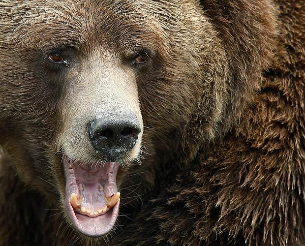 orso trentino Orso in Trentino, ordinanza a presidio dellincolumità pubblica