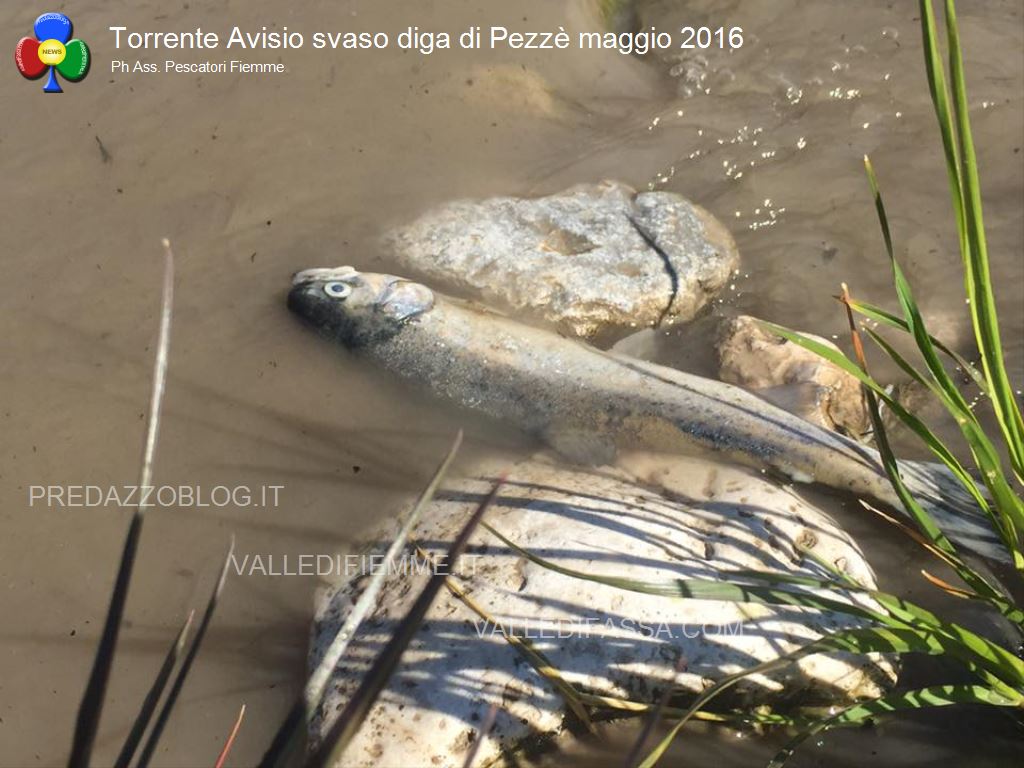 avisio svaso diga di pezze maggio 2016 fiemme11 NellAvisio muoiono le trote per lo svaso della diga di Pezzè