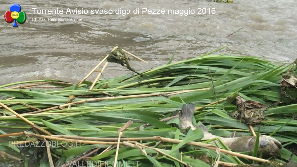 avisio svaso diga di pezze maggio 2016 fiemme12 NellAvisio muoiono le trote per lo svaso della diga di Pezzè