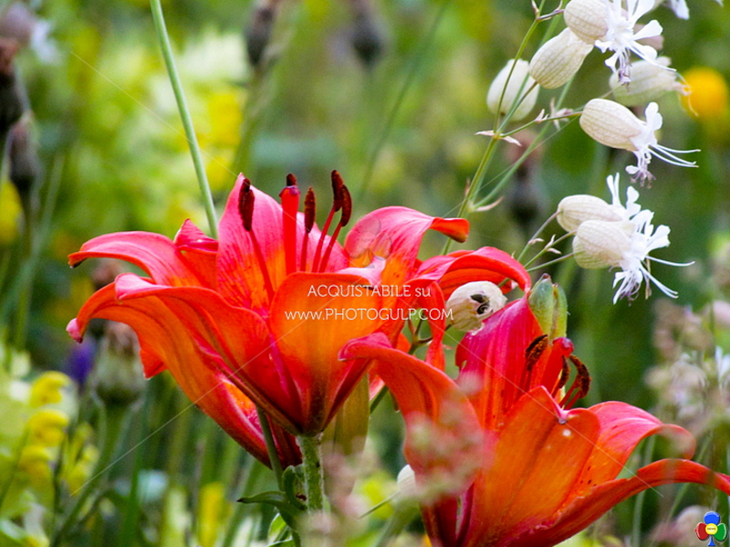 fiori giglio rosso azzola Nuovi progetti per salvare le api e i fiori in Valle di Fiemme