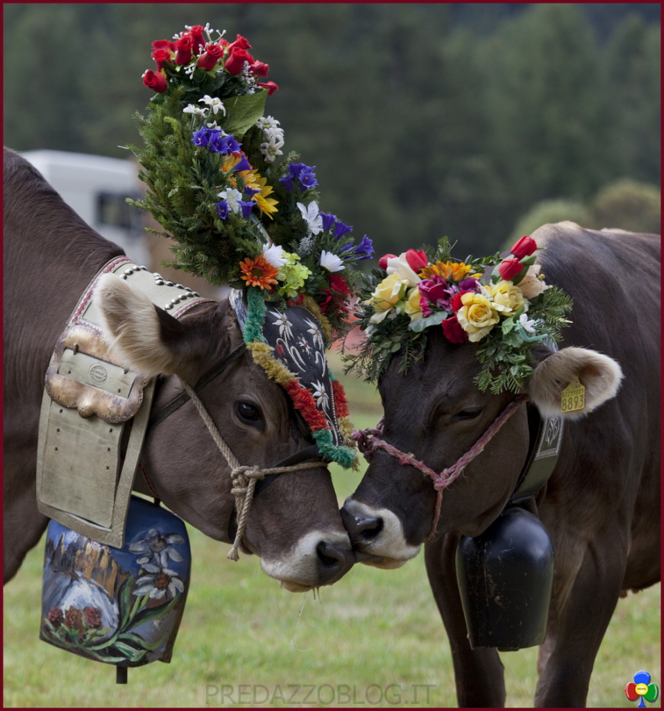 mucche desmontegada predazzo 957x1024 Desmontegada 2016 e Festival del Gusto a Predazzo