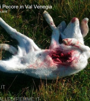 strage di pecore da parte del lupo in val venegia2