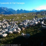 strage di pecore da parte del lupo in val venegia31 150x150 Ancora il Lupo? 4° strage di pecore a forcella Venegia 