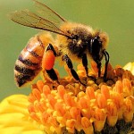 api fiore 150x150 Salviamo le api che stanno morendo ovunque. Video