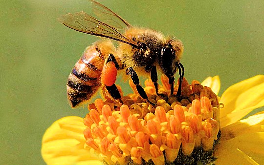 api fiore Nuovi progetti per salvare le api e i fiori in Valle di Fiemme