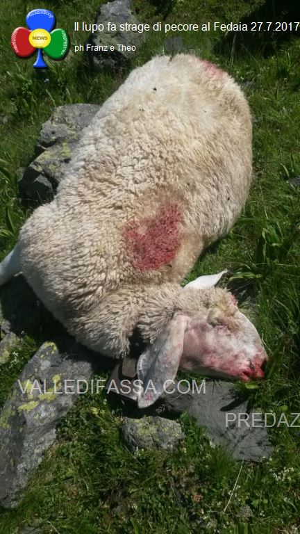 lupo fa strage di pecore al fedaia4 I lupi fanno strage di 50 pecore al Passo Fedaia 