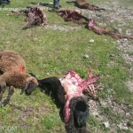 lupo fa strage di pecore al fedaia7 150x150 I lupi fanno strage di 50 pecore al Passo Fedaia 