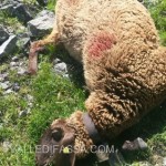lupo fa strage di pecore al fedaia8 150x150 I lupi fanno strage di 50 pecore al Passo Fedaia 