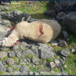 strage di pecore al passo fedaia 150x150 Buongiorno, salve, ciao, i lubrificanti esistenziali che fanno bene