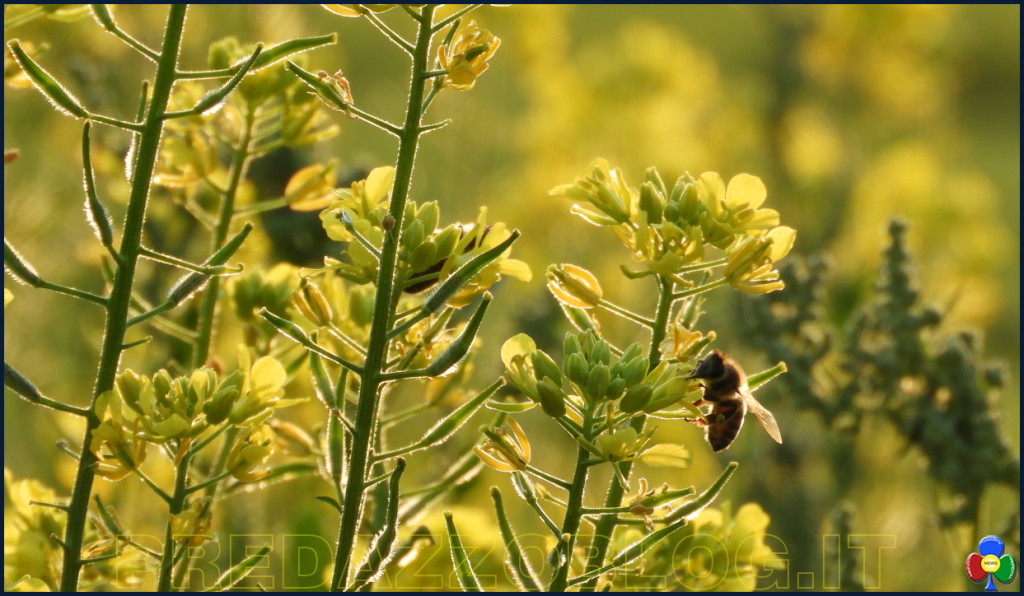 fiori e api nella campagna di predazzo 1024x596 La cornice fiorita nella campagna di Predazzo