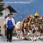 c desmontegada predazzo 2017 ph lorenzo delugani1 150x150 Successo per il 74° Concertone di Predazzo. Le Foto 