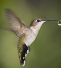 colibrì goccia