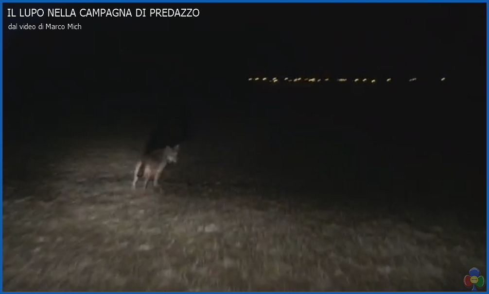 lupo nella campagna di predazzo Avvistato il lupo a Predazzo e Bellamonte   foto e video