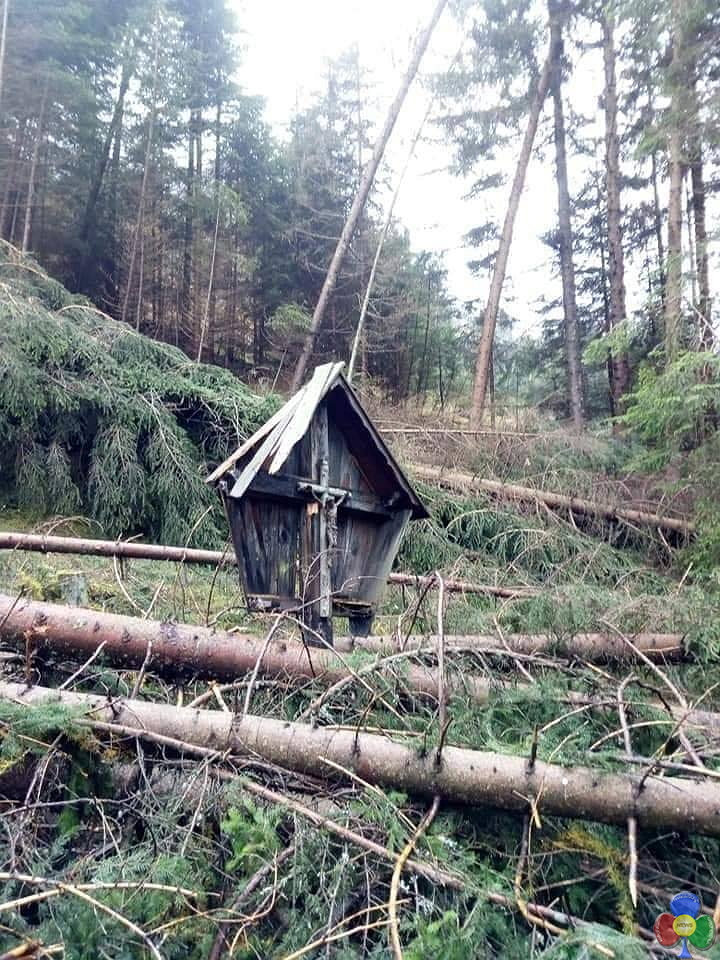 el cristo del bosco Taglio del legname schiantato: un grave pericolo per gli operatori